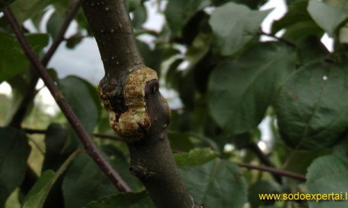 Skiepijimas sekatoriumi Skiepijimas sekatoriumi