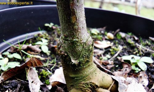 Skiepijimas sekatoriumi Skiepijimas sekatoriumi