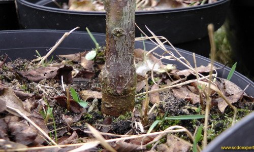 Skiepijimas sekatoriumi Skiepijimas sekatoriumi