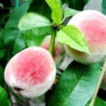 Persikai šiltnamyje