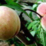 Persikai šiltnamyje