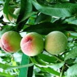 Persikai šiltnamyje