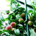 Persikai šiltnamyje