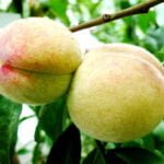 Persikai šiltnamyje