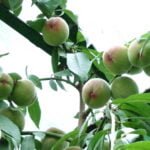 Persikai šiltnamyje