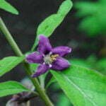 Dygliuotojo ožerškio žydėjimas