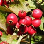 Švelniosios gudobelės vaisiai