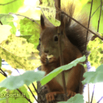 Voverės ir riešutai :-)