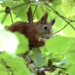 Voverės ir riešutai :-)