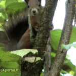 Voverės ir riešutai :-)