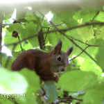 Voverės ir riešutai :-)