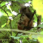 Voverės ir riešutai :-)