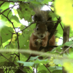 Voverės ir riešutai :-)