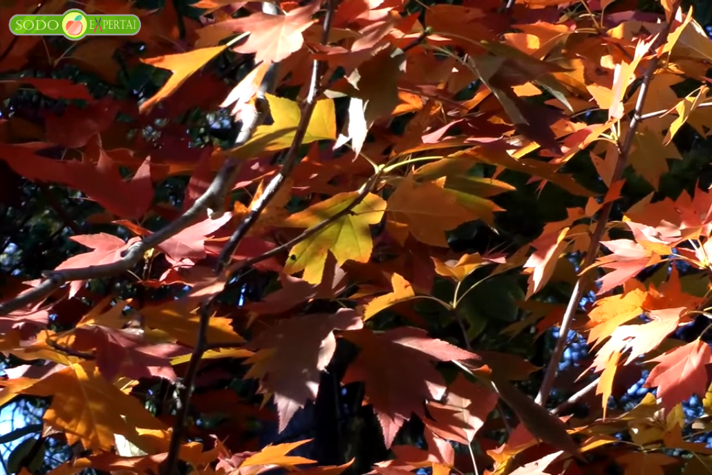Grūstinis šermukšnis (lot. Sorbus torminalis)