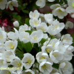 Rojaus obelis ' Malus sargentii'