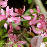 Rojaus obelis 'Malus Profusion'