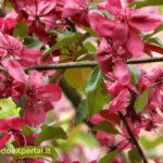 Rojaus obelis ' Royalty'