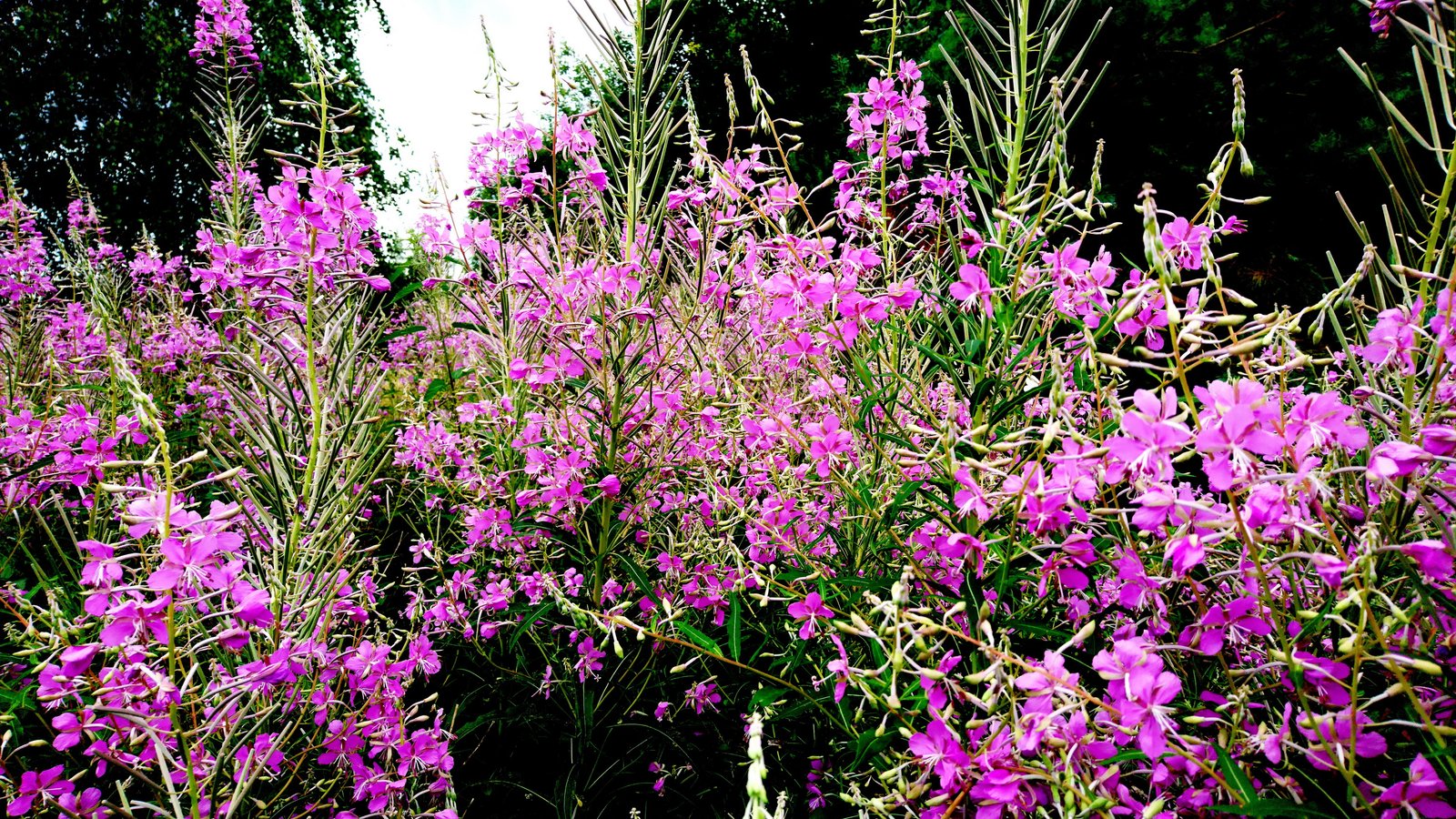 Siauralapis gaurometis Ožkarožė