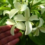 Šluotelinė hortenzija Great Star