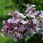 Alyvos tankiašakės ant stiebo „Palibin“ (lot. Syringa meyeri „Palibin“) - Image 2