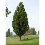 Ąžuolas paprastasis „Fastigiata“ (lot. Quercus robur „Fastigiata“). Skiepytas - Image 3