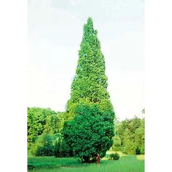 Ąžuolas paprastasis „Fastigiata“ (lot. Quercus robur „Fastigiata“)