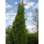 Ąžuolas paprastasis „Fastigiata“ (lot. Quercus robur „Fastigiata“). Skiepytas - Image 2