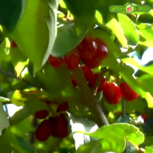 Geltonžiedė sedula (lot. Cornus mas). 2 kultūrinių veislių sėjinukai