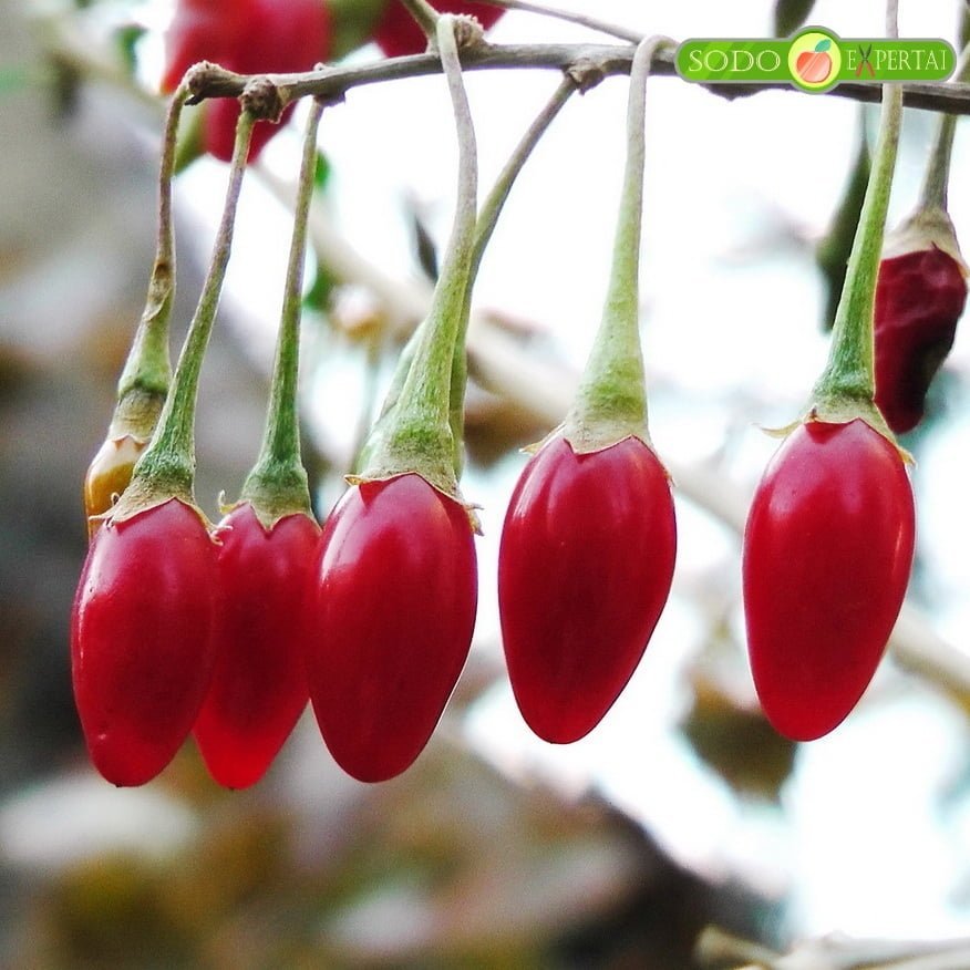 Godži - Dygliuotasis ožerškis Big Lifeberry® (lot. Lycium barbarum „Big Lifeberry“)