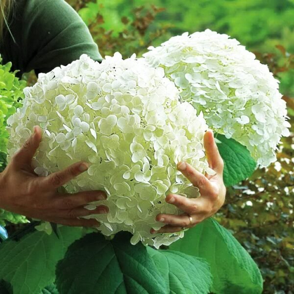 Šviesioji hortenzija Incrediball® (lot. Hydrangea arborescens „Abetwo“)