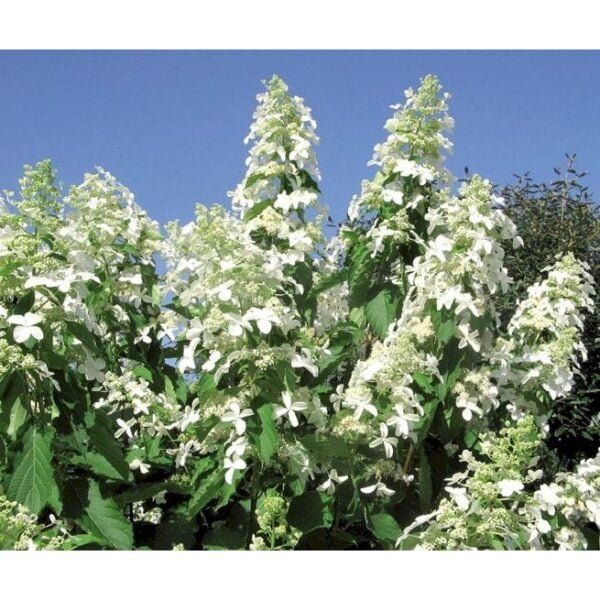 Šluotelinė hortenzija Levana® (lot. Hydrangea paniculata „Cov“)
