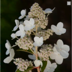 Šluotelinė hortenzija Prim White® (lot. Hydrangea paniculata „Dolprim“)