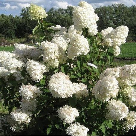 Šluotelinė hortenzija Phantom® (lot. Hydrangea paniculata „Phantom“)