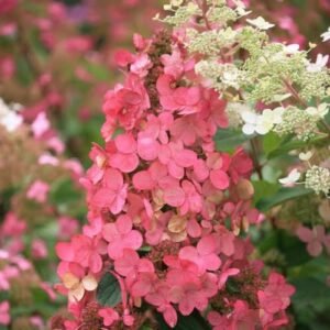 Šluotelinė hortenzija Pink Diamond® (lot. Hydrangea paniculata „Interhydia“)