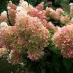 Šluotelinė hortenzija ant stiebo Phantom® (lot. Hydrangea paniculata „Phantom“) - Image 4