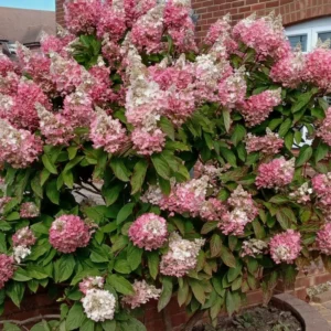 Šluotelinė hortenzija Pink Diamond® (lot. Hydrangea paniculata „Interhydia“)