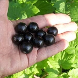 Juodasis serbentas „Jadrionaja“ (lot. Ribes nigrum „Jadrionaja“)