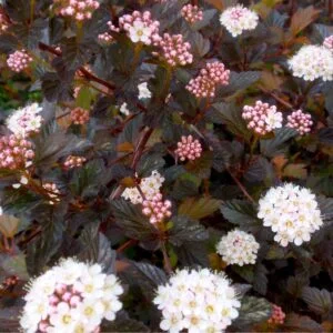 Pūslenis putinalapis „Summer Wine“ (lot. Physocarpus opulifolius „Summer Wine“).