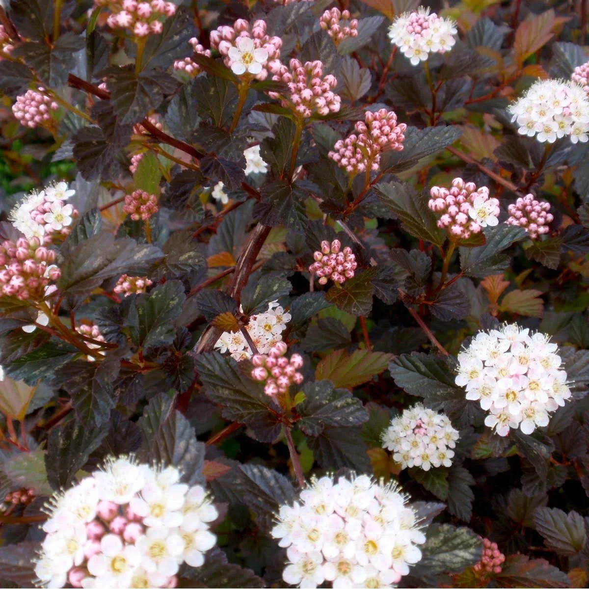 Pūslenis putinalapis „Summer Wine“ (lot. Physocarpus opulifolius „Summer Wine“).