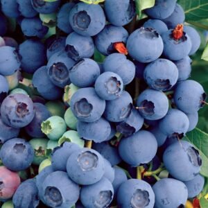 Šilauogės „Bluecrop“ (lot. Vaccinium corymbosum L. „Bluecrop“)