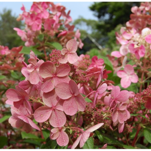 Šluotelinė hortenzija Early Sensation® (lot. Hydrangea paniculata „Bulk“)