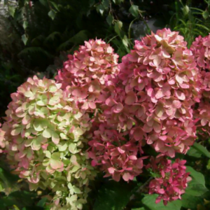 Šluotelinė hortenzija Magical Candle® (lot. Hydrangea paniculata „Bokraflame“)