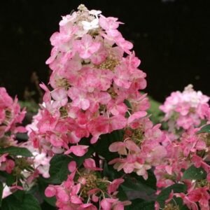 Šluotelinė hortenzija Magical Fire® (lot. Hydrangea paniculata „Magical Fire“)