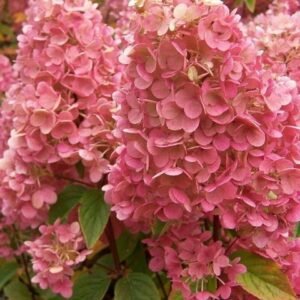 Šluotelinė hortenzija Sundae Fraise® (lot. Hydrangea paniculata „Rensun“)