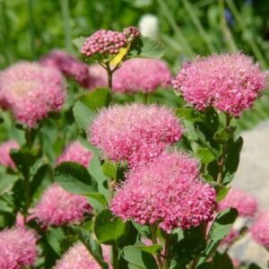 Tankiažiedė lanksva (lot. Spiraea densiflora)