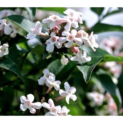 Vytmenys kvapusis (lot. Abelia mosanensis I. C. Chung ex Nakai) - Image 3