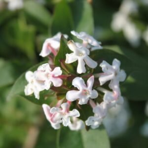 Vytmenys kvapusis (lot. Abelia mosanensis I. C. Chung ex Nakai)