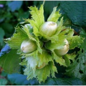 Žalialapiai lazdynai „Pervenec“ (lot. Corylus „Pervenec“). Dauginti atlankomis.