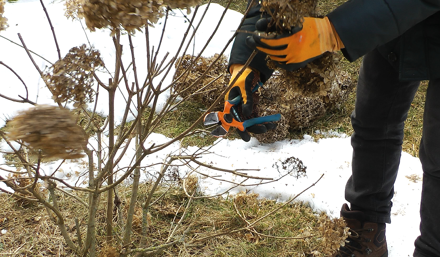 kaip geneti hortenzijas