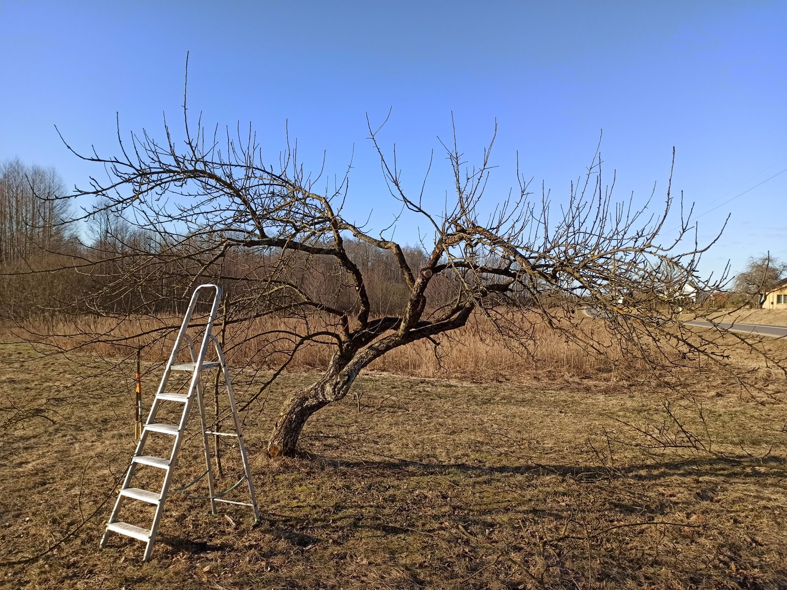 Kriaušių genėjimas